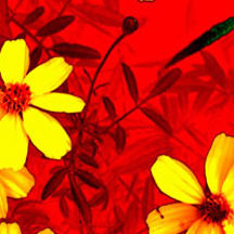 【一键更新】自动的网页攻击器